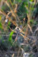 Huge spider Argiope lobata, Araneidae on a web, Krimea photo