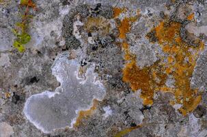 Yellow and gray lichens on coastal rocks and stones in eastern Crimea photo
