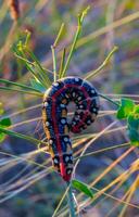 The spurge hawk-moth Hyles euphorbiae, The caterpillar of the nightjar moth eats the poisonous Euphorbia plant photo