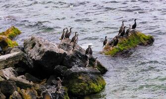 The great cormorant Phalacrocorax carbo, birds rest on rocks covered with white droppings on the Black Sea coast, Krimea photo