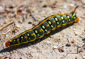 The spurge hawk-moth Hyles euphorbiae, a nightjar moth caterpillar crawls on the ground before pupating photo