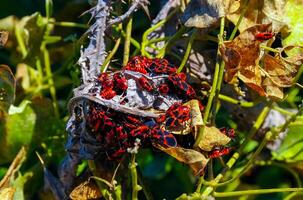 The firebug Pyrrhocoris apterus, accumulation of bugs on wild vegetation photo