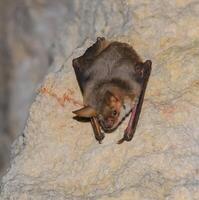 A bat rests upside down during the day in the catacombs of eastern Crimea photo