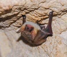 A bat rests upside down during the day in the catacombs of eastern Crimea photo