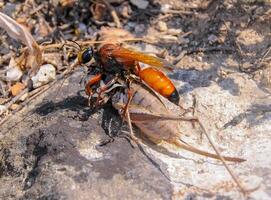 Great golden digger Sphex ichneumoneus, A wasp paralyzes a grasshopper and drags it into a hole dug in the sand photo