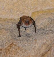 A bat rests upside down during the day in the catacombs of eastern Crimea photo