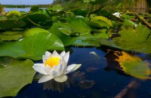 Beautiful white water lily Nymphaea alba flowers on the water surface in the lake Kugurluy, Ukraine photo