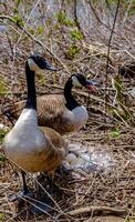 Canada goose Male and female goose on a nest with eggs on an island among trees photo