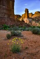 Cacti, Yuccas and various desert plants against the background of an erosional landscape in spring. Colorado photo