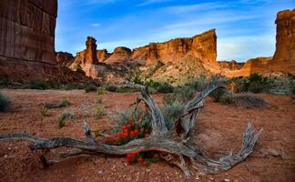 Cacti, Yuccas and various desert plants against the background of an erosional landscape in spring. Colorado photo