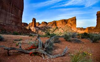 Cacti, Yuccas and various desert plants against the background of an erosional landscape in spring. Colorado photo