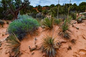 Cacti, Yuccas and various desert plants against the background of an erosional landscape in spring. Colorado photo