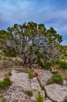 Known commonly as the hedgehog cactus Echinocereus sp., east Utah photo