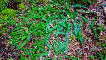 Swamp plants, mosses and ferns in a damp forest. Washington State photo