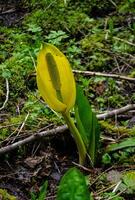Western Skunk Cabbage Lysichiton americanus in a red alder grove, Olympic National Park photo