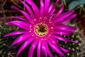 Lobivia sp. - cactus blooming in spring in a botanical collection photo