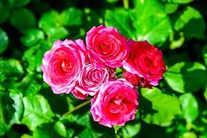 The image features a cluster of roses varying in shades from pink to red photo