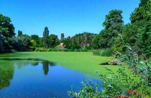 Reflection of trees in the water of a lake with a continuous layer of floating algae Lemna and Wolffia photo