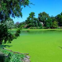 Green algae Lemna and Wolffia covering entire surface of pond water in summer photo
