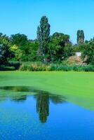 Reflection of trees in the water of a lake with a continuous layer of floating algae Lemna and Wolffia photo