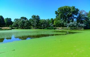 Aquatic plants floating on the surface of the water duckweed Lemna and Wolffia in a stagnant pond photo