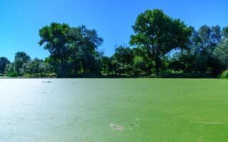 Aquatic plants floating on the surface of the water duckweed Lemna and Wolffia photo