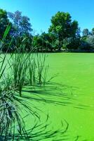Reeds cast a shadow on a continuous layer of floating algae Lemna and Wolffia on the surface photo