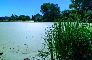 Aquatic plants floating on the surface of the water duckweed Lemna and Wolffia photo