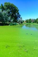 Aquatic plants floating on the surface of the water duckweed Lemna and Wolffia in a stagnant pond photo