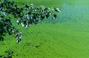 Tree branch with leaves on a background of water covered with floating algae Duck grass and Wolffia photo