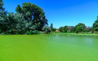 Green algae Lemna and Wolffia covering entire surface of pond water in summer photo