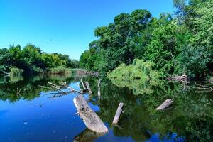 Reflection of trees in water growing in a small lake with dry trunks of dead trees floating in the water photo