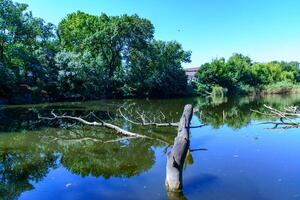 Reflection of trees in water growing in a small lake with dry trunks of dead trees floating in the water photo