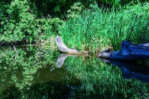 Reflection of trees in water growing in a small lake with dry trunks of dead trees floating in the water photo