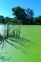 Reeds cast a shadow on a continuous layer of floating algae Lemna and Wolffia on the surface of a eutrophic lake photo