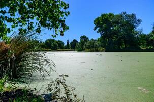 Aquatic plants floating on the surface of the water duckweed Lemna and Wolffia in a stagnant pond photo