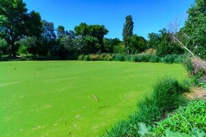 Aquatic plants floating on the surface of the water duckweed Lemna and Wolffia in a stagnant pond photo
