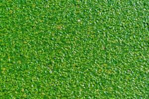 A continuous layer of floating algae Lemna and Wolffia on the surface of a eutrophic lake photo