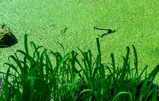 Overgrown with algae Lake in the park, the water is covered with floating algae Duck grass and Wolffia photo