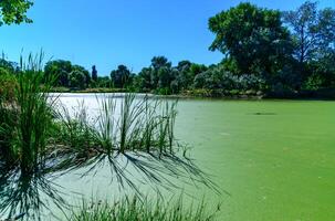Reeds cast a shadow on a continuous layer of floating algae Lemna and Wolffia on the surface of a eutrophic lake photo
