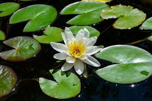 Nymphaea blooming with white flowers in an artificial pond photo