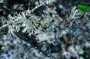 Lichens on tree branches in a valley near the ancient volcano Karadag photo