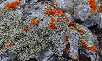 Colored lichens on stones near the mountain of the ancient volcano Karadag photo