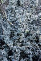 Lichens on tree branches in a valley near the ancient volcano Karadag photo