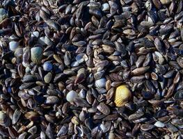 Shells of the bivalve mollusk Mytilaster and Cerastoderma in the tidal zone of the coast in the lower reaches of the Tiligul estuary, Ukraine photo