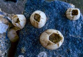 Empty shutters of the sessile crustacean Balanus sp. photo
