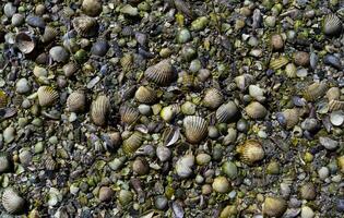 Shells of the bivalve mollusk Cerastoderma in the tidal zone of the coast in the lower reaches of the Tiligul estuary, Ukraine photo