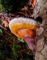 Fomitopsis pinicola -non-edible mushroom on a rotten tree trunk in a forest near the Ivano-Frankivsk region, Ukraine photo
