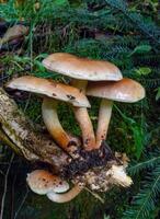 Brick cap, chestnut mushroom Hypholoma lateritium, Inedible mushroom with a light brown cap in the forest photo