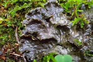 Peltigera polydactyla is a foliose lichen that grows in moss-rich soils in the forest in the Ivano-Frankivsk region photo